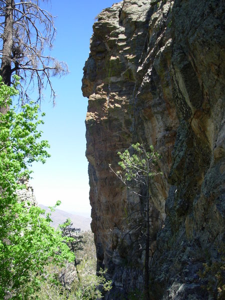 First sight of the wall. Yes, that is a full grown pine at the bottom.