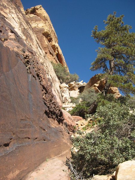 The beautiful slanted tree, and a bit of pocketed, varnished sandstone at the base of Birdhunter Butress. <br>
<br>
10/21/09