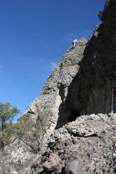Rough on the upper part of Snaggletooth.
