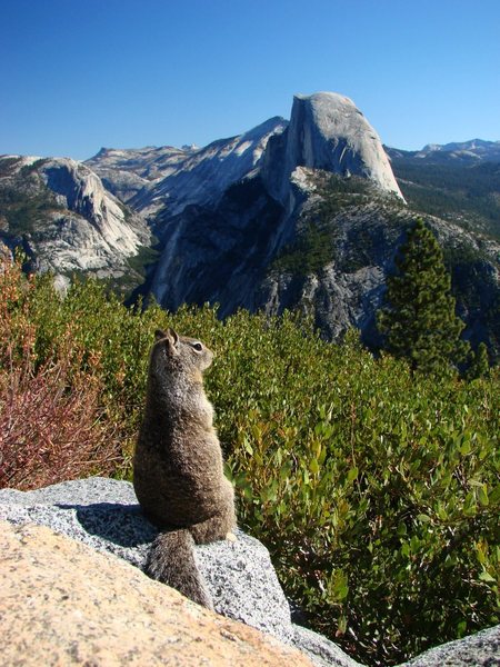 A squirrel with a view. We were laughing about the tourists from other countries taking pics of rodents, and then there I was... September 2009.