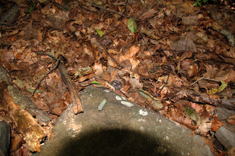 Find the small Copperhead laying in the leaves. Just one of the numerous Copperheads we've seen here.