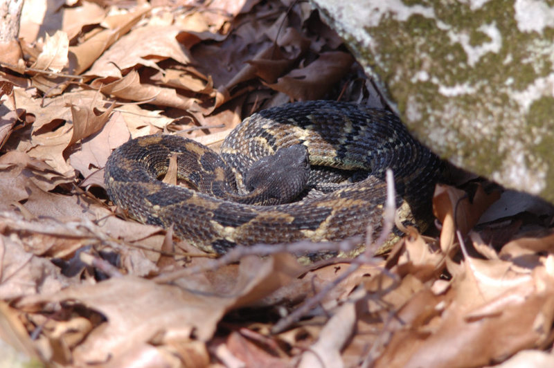 Awesome rattler seen at Coopers Rock, WV