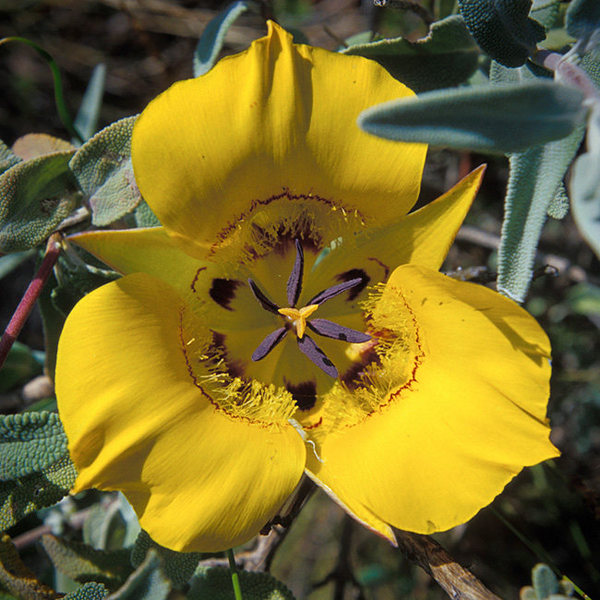 Many years, springtime brings an extraordinary wildflower display to the Santa Monica Mountains.<br>
<br>
Yellow Mariposa Lily (Calochortus clavatus)