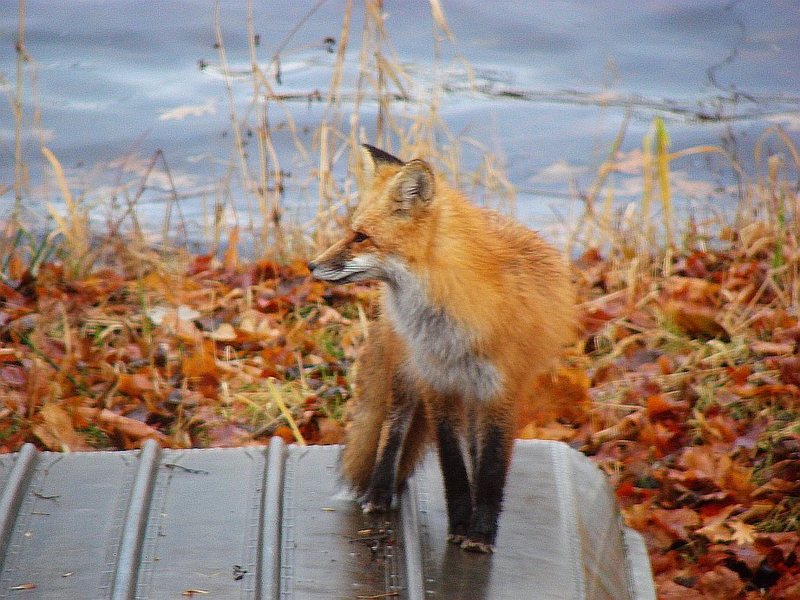 A little blurry, there were 2 of them and they didn't hold still for long. November 09, near Brainerd, MN.