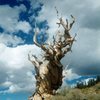 Bristlecone Pine in the White Mountains, Sierra Eastside