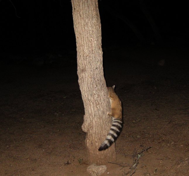 A friendly ringtail that hung out with us for most of the night at our campsite in the Stronghold. We had the campground all to ourselves that night; and it was a windless, and warm night for December! : )<br>
<br>
12/11/09