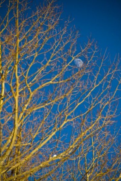 The Moon caught in a Tree