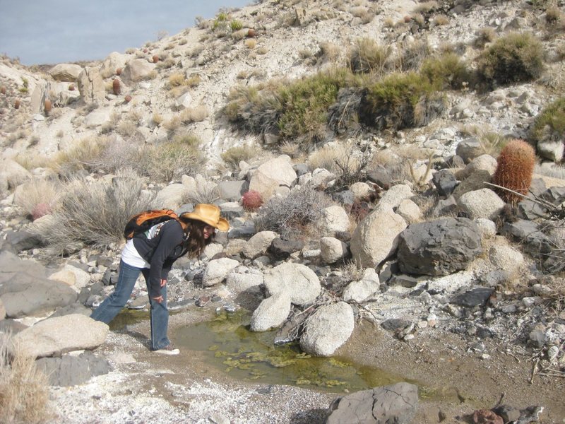 Exploring yet another spring, and watering holes in the Mojave Desert. It's good to know where the water is in the desert; you never know when you'll be stranded. : )<br>
<br>
Taken 12/29/09