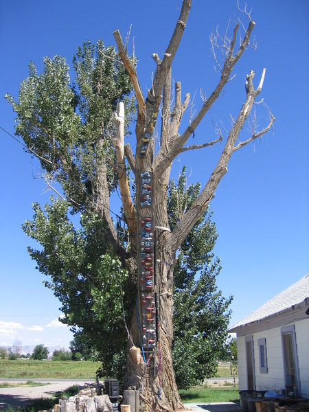 Terry's climbing wall tree.<br>
Holds mounted to board, then fastened to tree. Adjacent chains used for "bolts" when leading. Also, tree functions as a multiple highline anchor (line seen left).