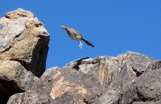 A hopping roadrunner.<br>
Photo by Blitzo.