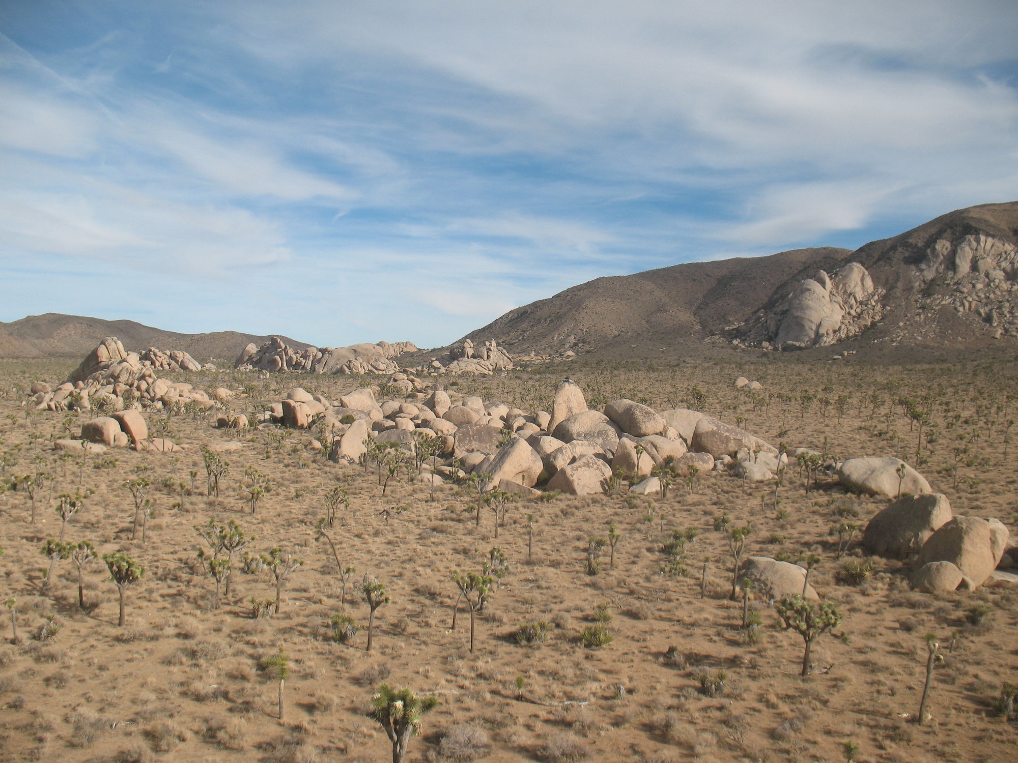 An overview of the X Area, Joshua Tree NP