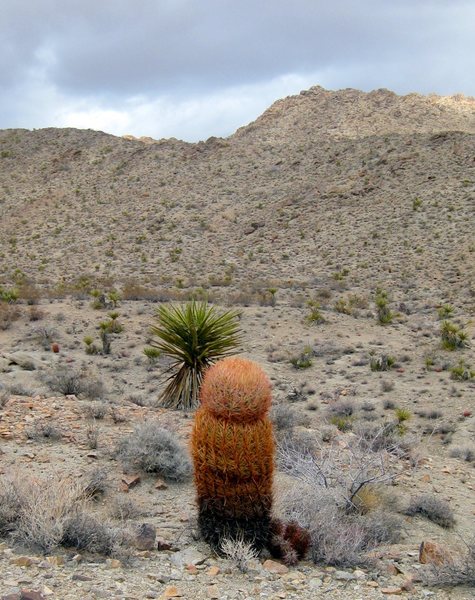 A gynormous Red Barrel Cocktus at the site of an abandoned uranium mine.<br>
<br>
Note to self: Don't drink the local spring water. <br>
<br>
Exploring the East Mojave desert on a backpacking trip. : )<br>
<br>
1/13/10