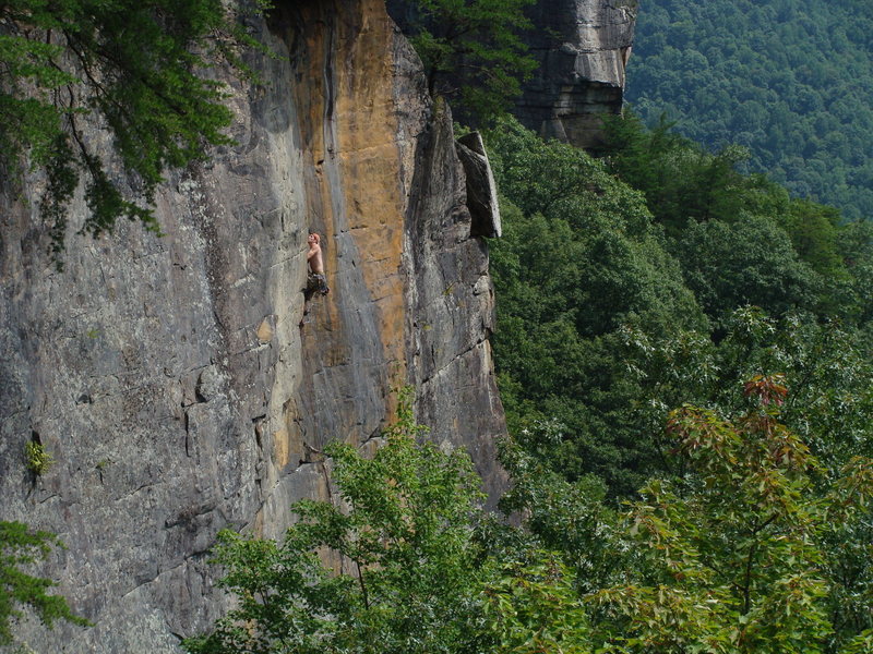 Top half of Melifluous
