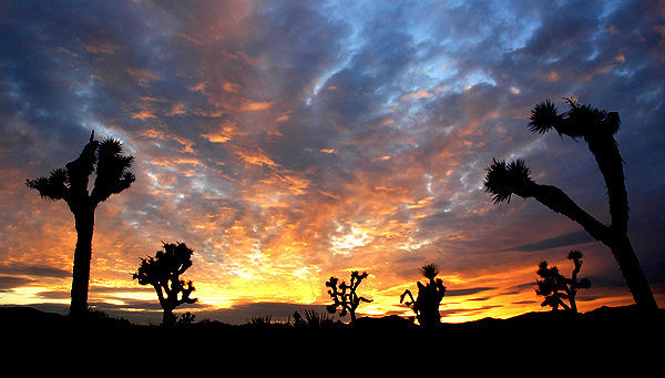 J-Tree sunset,<br>
Photo by Blitzo.