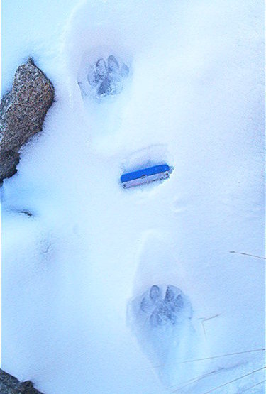 Another crux to avoid on the approach. Lion tracks in lower La Cueva Canyon, January 30, 2010.
