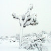 A snowy day in Joshua Tree.<br>
Photo by Blitzo.