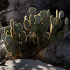 Prickly Pear.<br>
Photo by Blitzo.