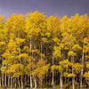 Aspens seen on the way to Valley Massif.