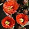 Some species of Prickly Pear.<br>
Photo by Blitzo.