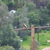 Red Tailed Hawk.  2-21-10