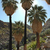 California Fan Palms.<br>
Photo by Blitzo.
