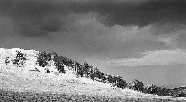 Bristlecone Pines.<br>
Photo by Blitzo.