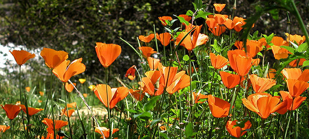 California Poppies.<br>
Photo by Blitzo.