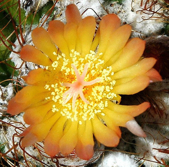 Some kind of mammillaria.<br>
Photo by Blitzo.