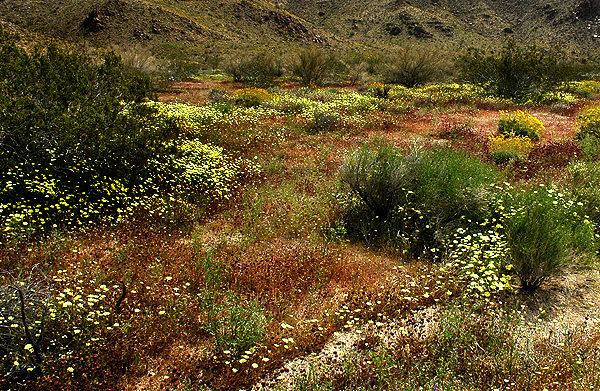 Wildflowers in Pinto Basin.<br>
Photo by Blitzo.