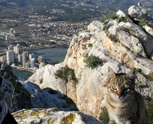 Crag Kitty!  Tons of cats at the top of the Penon de Ifache