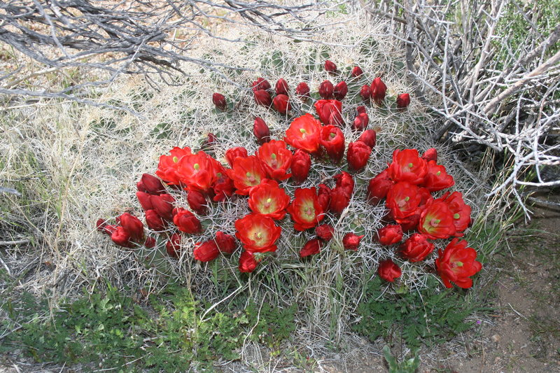 ROWCC Club Trip 4-9 to 4-11 2010.<br>
Ten in a day trip.<br>
Desert Blooms