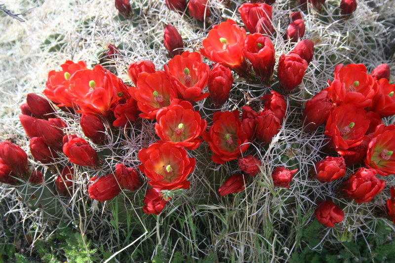 ROWCC Club Trip 4-9 to 4-11 2010.<br>
Ten in a day trip.<br>
Desert Blooms