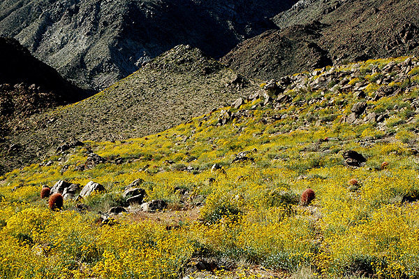Brittlebush and Red Barrels along the trail to 49 Palms Oasis.<br>
Photo by Blitzo.