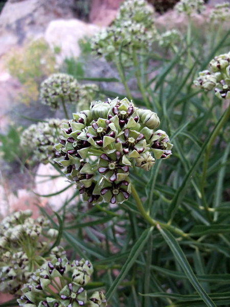 milkweed on the descent