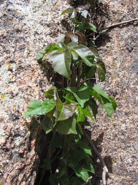 Nasty Poison Ivy all over the P1 belay ledge....
