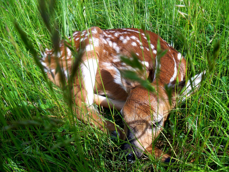Fawn in the meadow at Wilburn Ridge in Grayson Highlands, VA