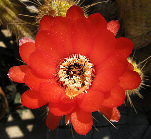 Another cactus flower.<br>
Photo by Blitzo.