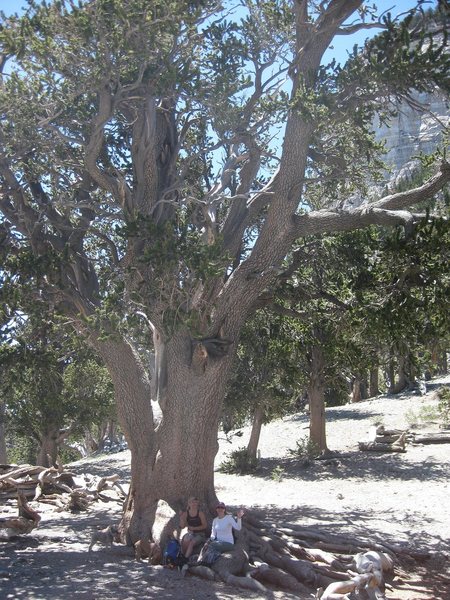 "The Rain Tree", a 3,000 year old Bristlecone at Mt. Charleston, Nevada. Holly, and Karen put there for scale. : ).<br>
<br>
Taken on Independence Day 2010.