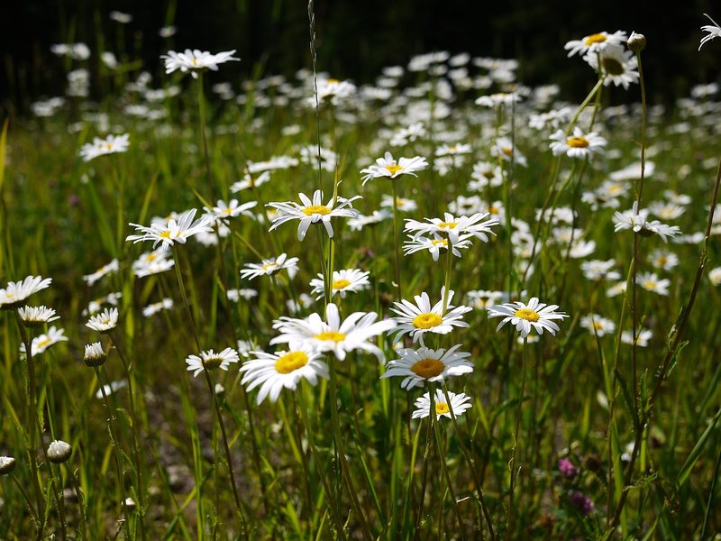 Field of daisys near Cheyenne Crossing, a great place to grab a cold 6 pack after a day climbing.