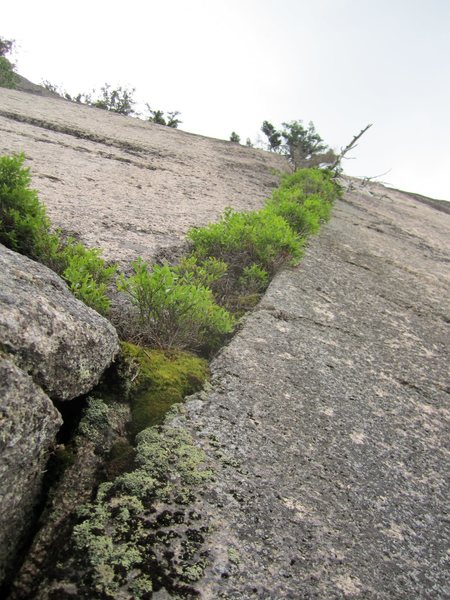 Technical Vegetation.
