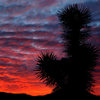 Yucca Sunset.<br>
Photo by Blitzo.