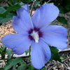 A blue hibiscus? I've never seen one of these before!<br>
Photo by Blitzo.
