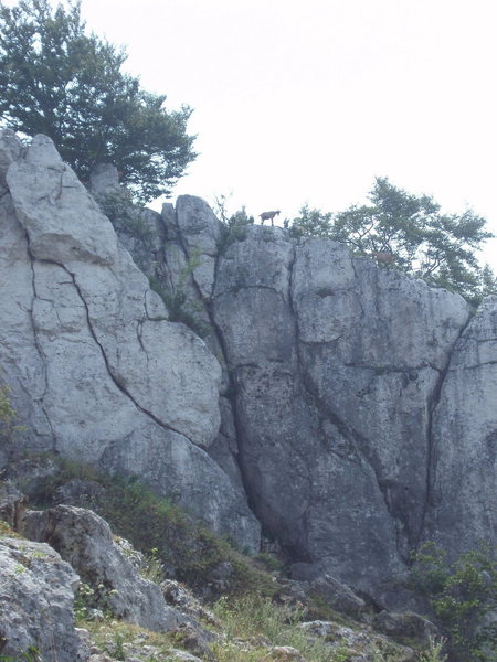 Route is right under that goat