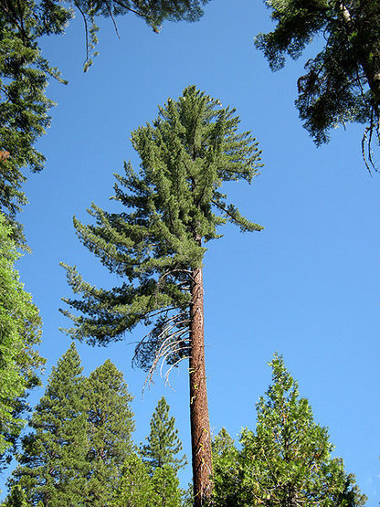 Sugar Pine. Photo By Blitzo.