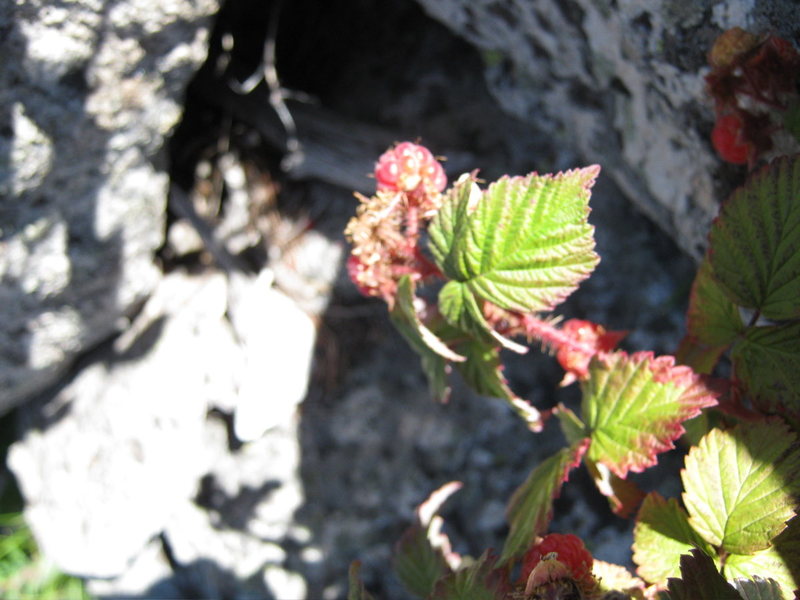 There are raspberry bushes on this route in the talus field and other spots, yum!
