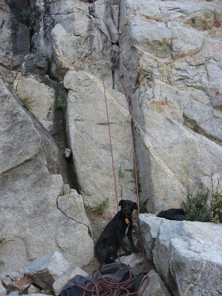 The start of Black Lassie with our very own black "lassie" posing in front.