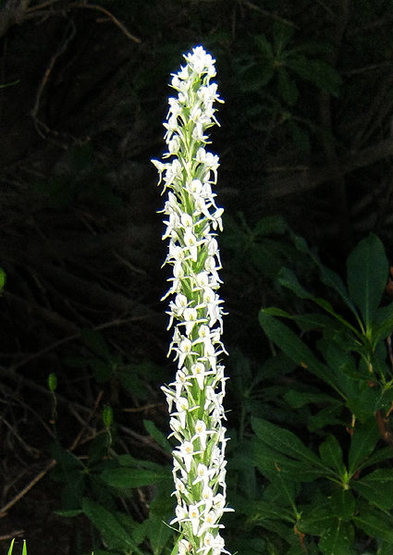 Bog Orchid-Rein Orchid (Platanthera leucostachys).<br>
Photo by Blitzo.