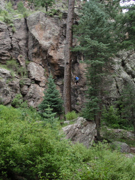 KP framed by the trees.
