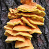 Some beautiful fungus along the trail.<br>
Photo by Blitzo.