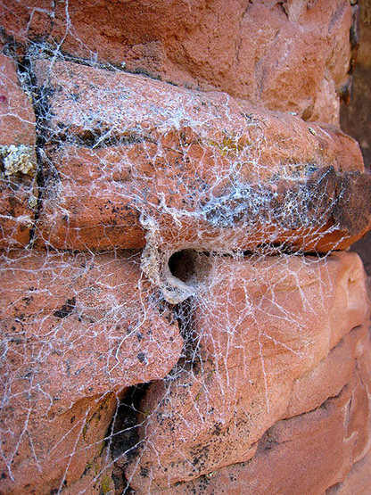 tunnel spider web near the top